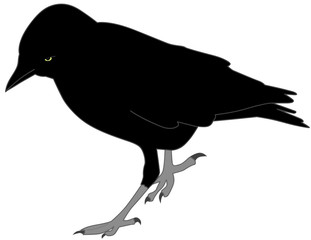 Crow