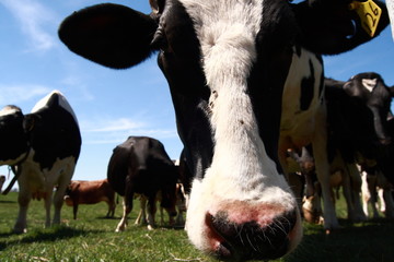 Benign Bovine