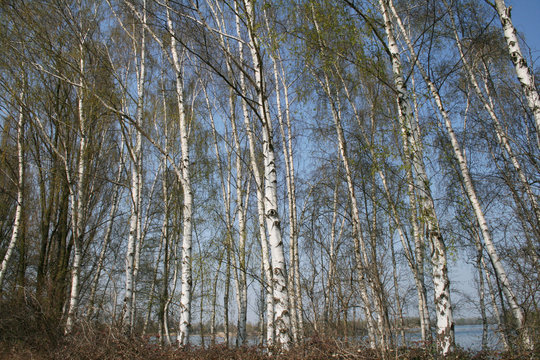 Fototapeta birken