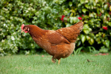 Chicken roaming around a garden