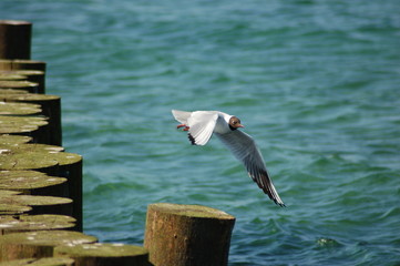 Startende Möwe am Strand der Ostsee