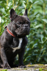 bouledogue francais bringé