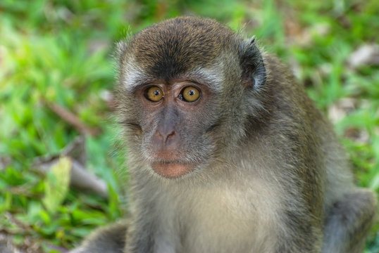 Affe auf Borneo - Blick in die Augen