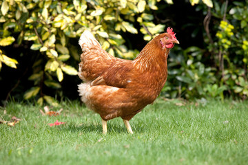 Chicken in the garden