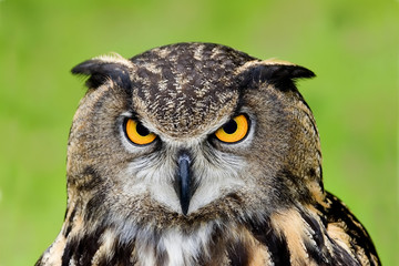 European Eagle Owl III