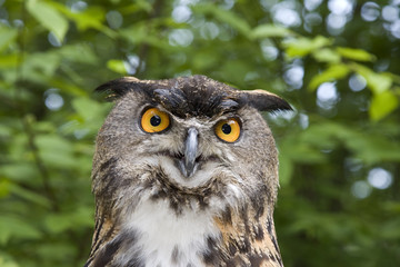 European Eagle Owl VI (Bubo bubo)