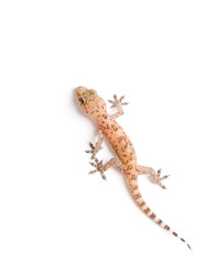 Naklejka premium Gecko