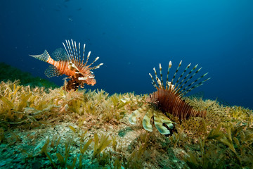 lionfish and seagrass