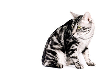 Purebred Kunashir cat