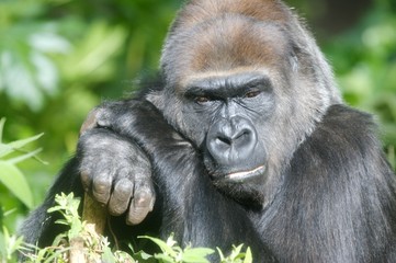 Obraz premium Western Lowland Gorillas