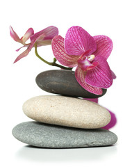 Orchid laying on stones