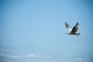flying sea gul