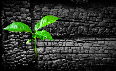 New life concept