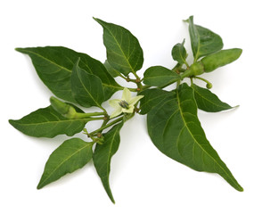 Obraz premium branche verte de piment