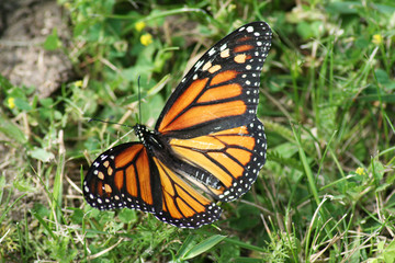 Papillon orange