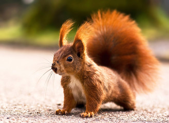 Naklejka na ściany i meble Red squirrel - wiewiórka