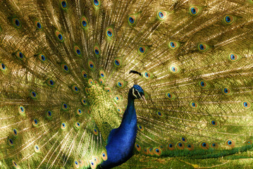 Naklejka premium Pfau