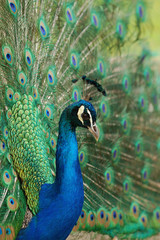 peacock 02