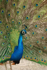 Fototapeta premium peacock