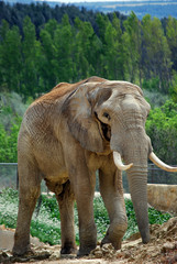 La marche de l'éléphant