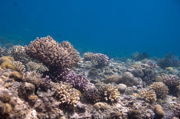 Naklejka na ściany i meble view of a coral reef