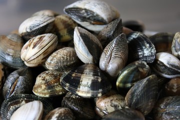 vongole
