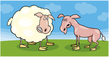 sheep frightened and shaved one