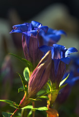 Blau