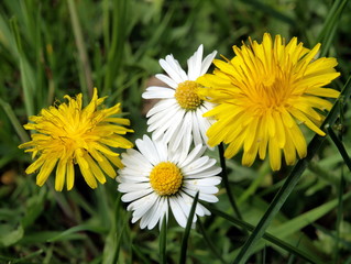 Obraz premium Gänseblümchen mit Löwenzahnblüten