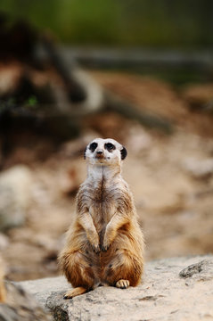 Erdh&ouml;rnchen