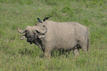 Obraz premium Cape Buffalo (Syncerus caffer) at Masai Mara, Kenya