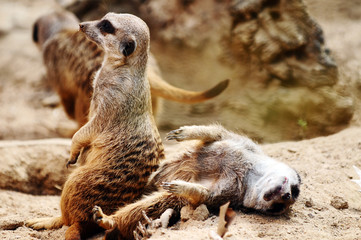 Erdhörnchen