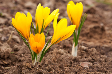 Obraz premium Yellow crocus