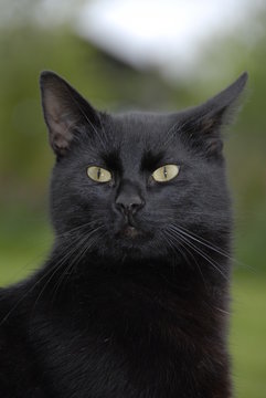 schwarzer Kater