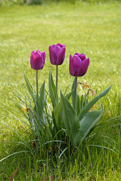 lila Tulpen