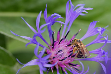 Biene bei der Arbeit- Kornblume