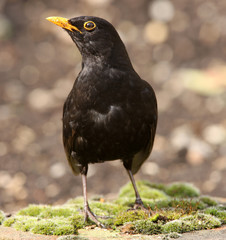 Portrait of a male Blackbird