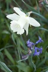 Fototapeta na wymiar Fiore bianco