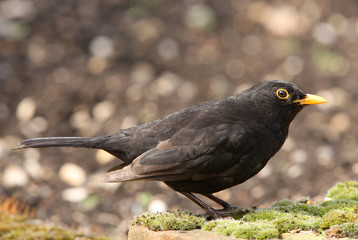 Portrait of a male Blackbird