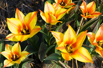 Obraz na płótnie Canvas Small tulips in yellow and red