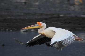 Fototapeta na wymiar Great White Pelican in flight at Lake Nakuru, Kenya