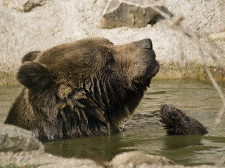B&auml;rchen im Wasser