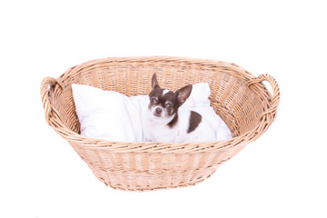 chihuahua in wicker basket