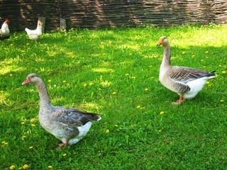 Two gooses