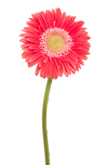 red daisy flower