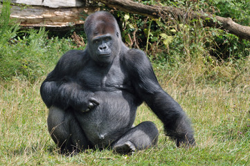 Naklejka premium Gorille 