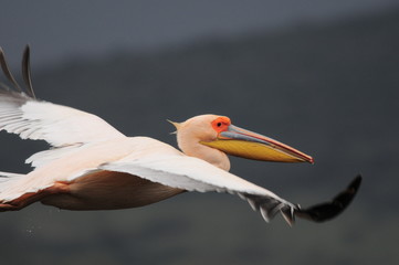 Great White Pelican in flight at Lake Nakuru, Kenya