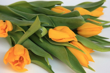Tulpen