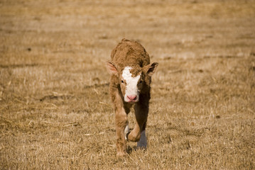 young calf