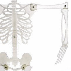 detail of skeleton with arm isolated on white